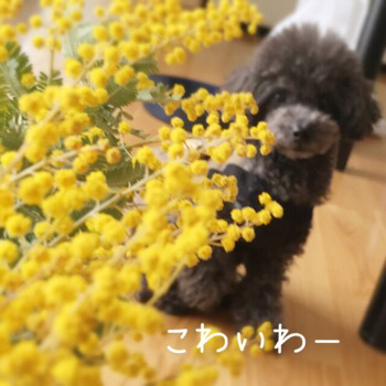 f0322570_17423287.jpg