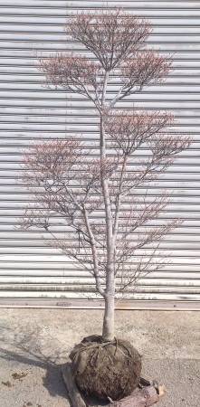 e0202111_00450148.jpg