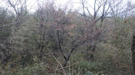 e0166734_17211814.jpg
