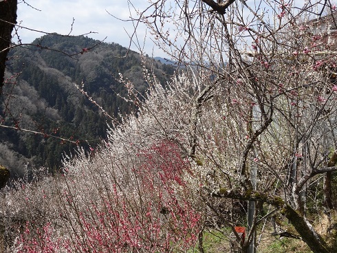 f0000521_19552561.jpg