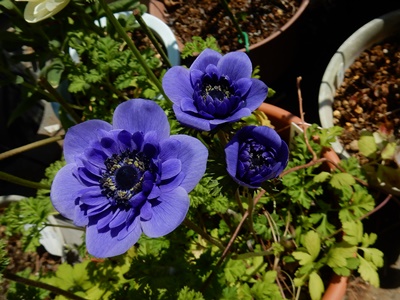 e0033229_20291516.jpg