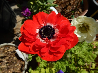e0033229_20321871.jpg