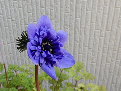 e0033229_2085075.jpg