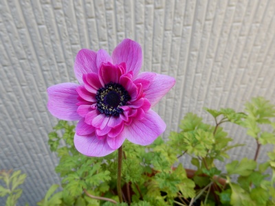 e0033229_209878.jpg