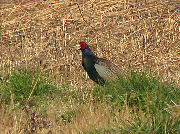 f0214649_10311314.jpg