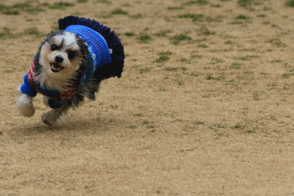 c0145250_10022771.gif