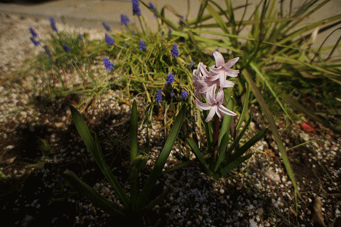 c0130060_11329100.gif
