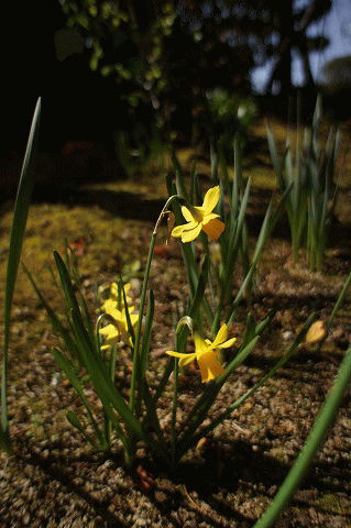 c0130060_1145438.gif