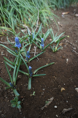 c0130060_1155830.gif