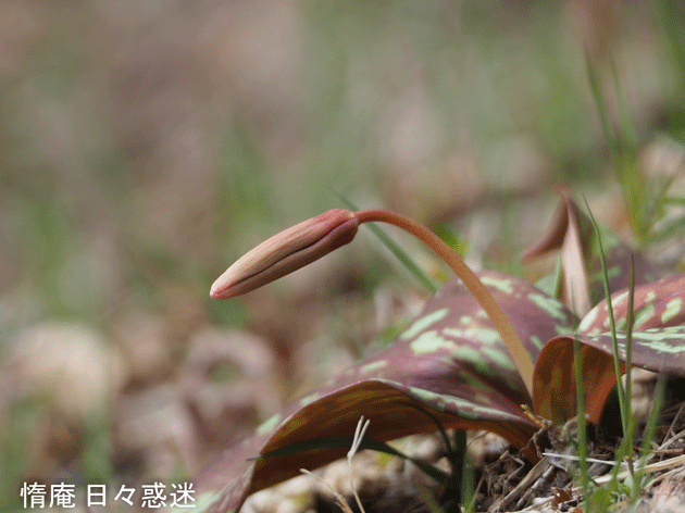 e0346064_18573939.gif