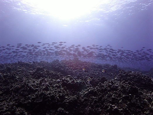e0132965_16151631.jpg