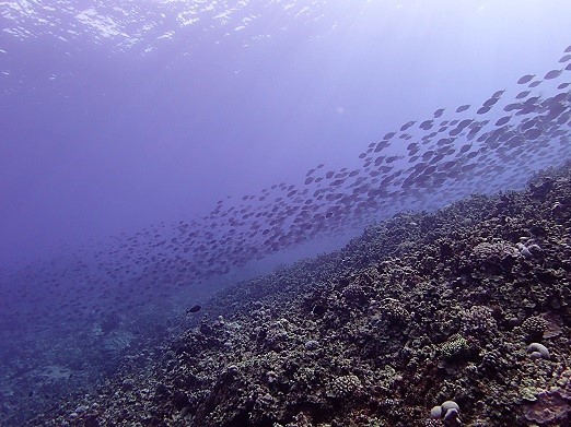 e0132965_16152889.jpg