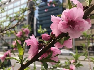 c0051529_9531466.jpg