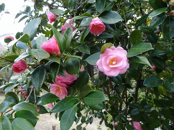 b0299042_08205337.jpg