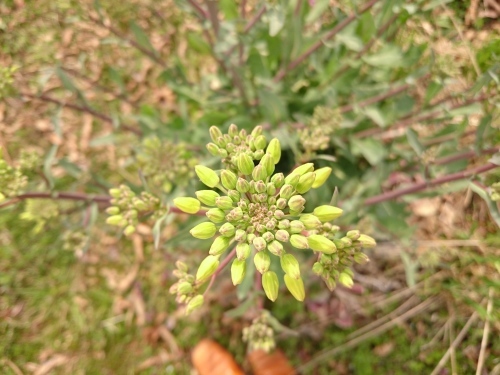 f0326946_21445740.jpg