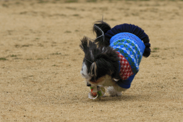 c0145250_09562024.gif