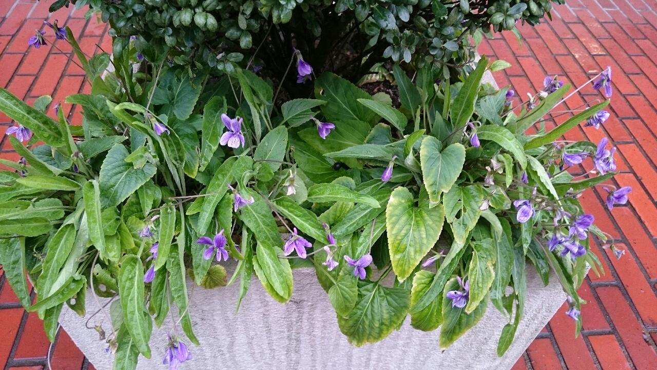 e0350415_08242390.jpg