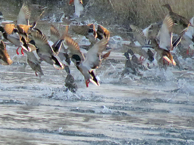 f0214649_05074924.jpg