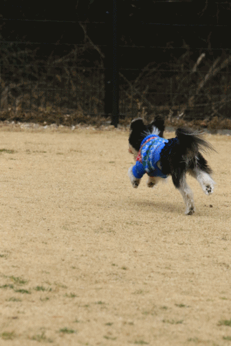 c0145250_09252024.gif