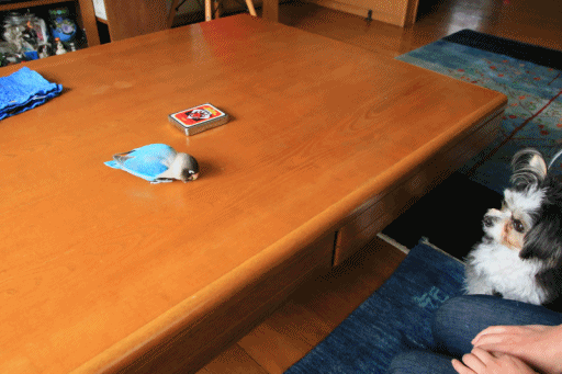 c0145250_09581100.gif
