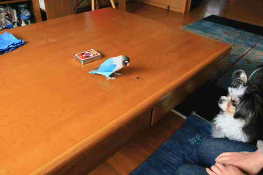 c0145250_09581801.gif