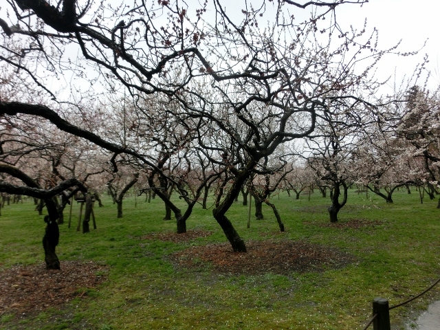 c0328559_16282379.jpg