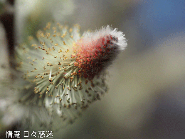 e0346064_18553241.gif