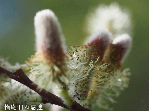 e0346064_18553299.gif