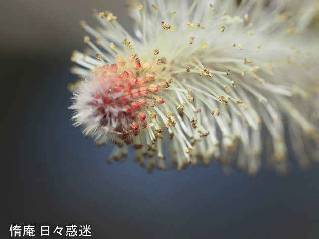e0346064_18553318.gif