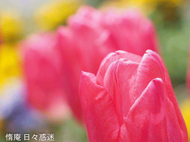 e0346064_19145235.gif