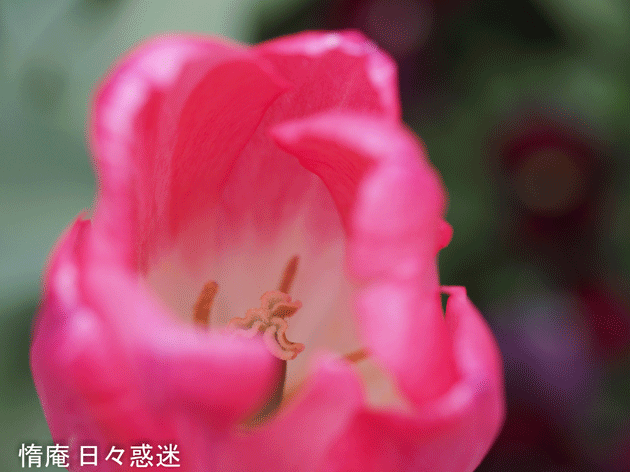 e0346064_19145347.gif