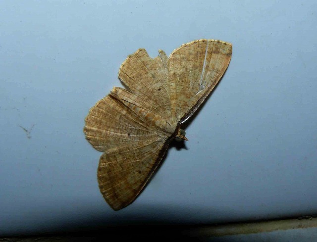 d0019074_8103161.jpg