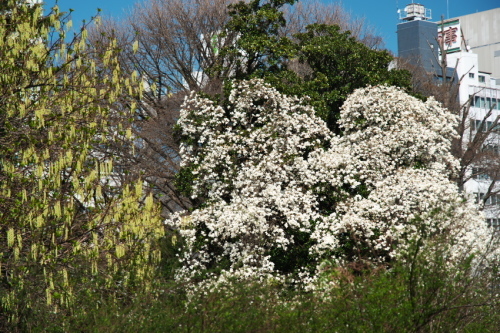 a0263109_19555522.jpg