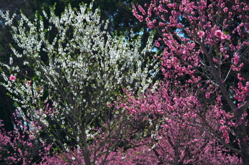 a0263109_21254223.jpg