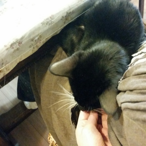 e0144012_10433694.jpeg