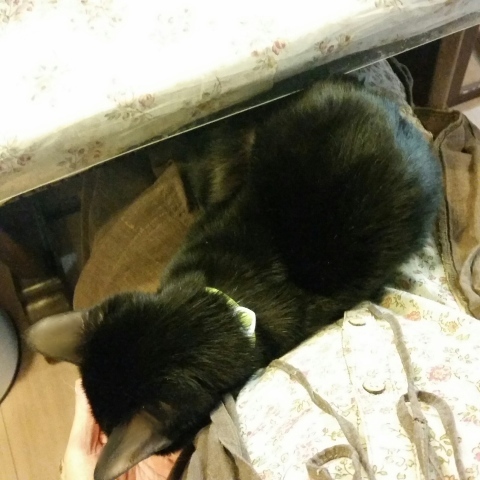 e0144012_10443660.jpeg
