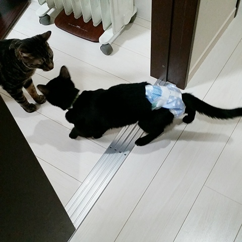 e0144012_11174392.jpeg