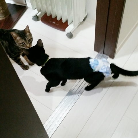 e0144012_11181173.jpeg