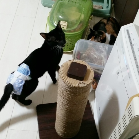 e0144012_11190194.jpeg