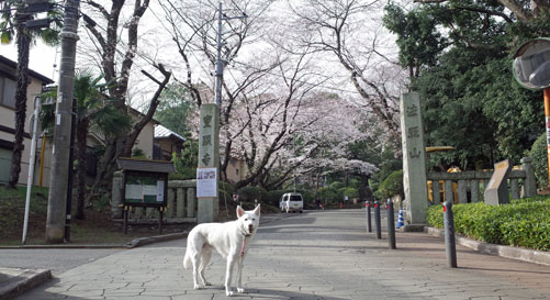 a0117039_3395520.jpg