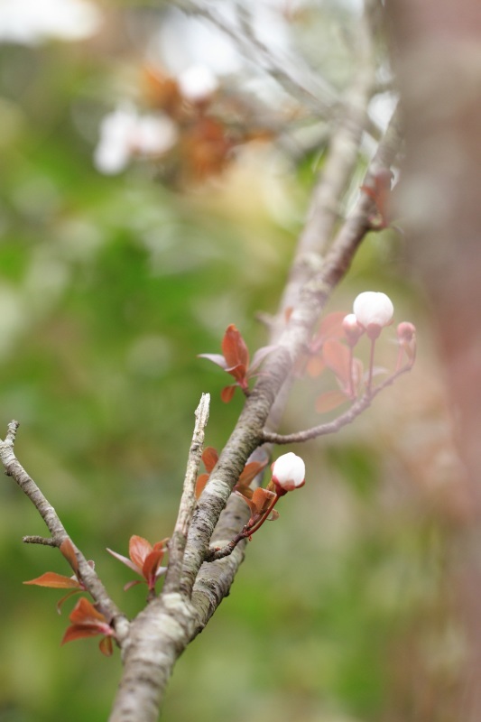 これも桜？ - 心 色