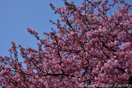 富山散歩～県東部383～今年も河津桜が咲きました(前編) - Tomの一人旅～気のむくまま、足のむくまま～