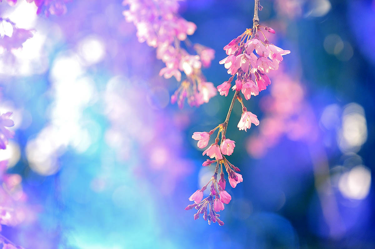 第１１候　桜の花咲き始める - Wind Tribe Story