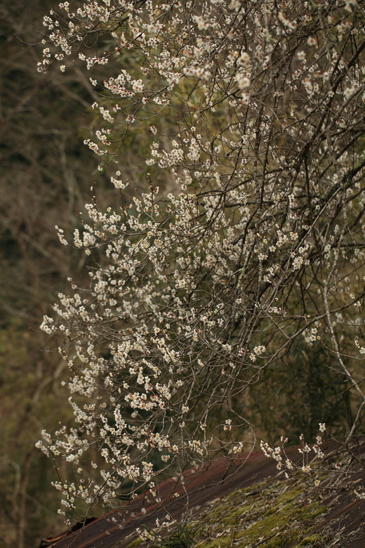e0311229_2324213.jpg