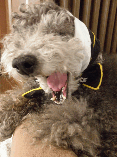 c0136736_21223898.gif