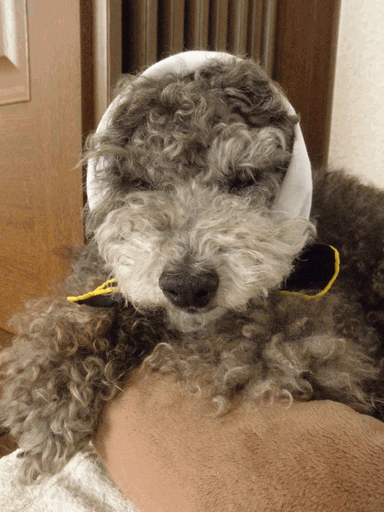 c0136736_21225371.gif