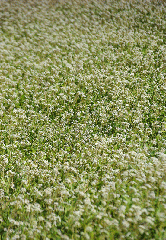 a0001354_23434848.gif