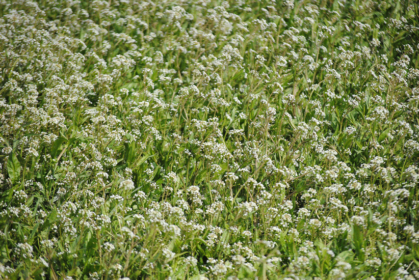 a0001354_23440280.gif