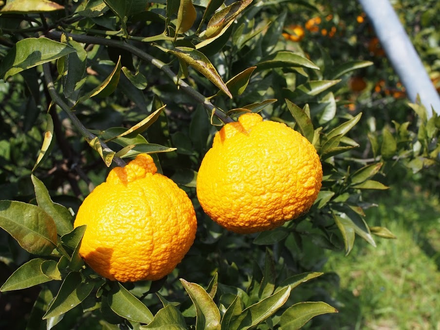 f0201157_12140938.jpg