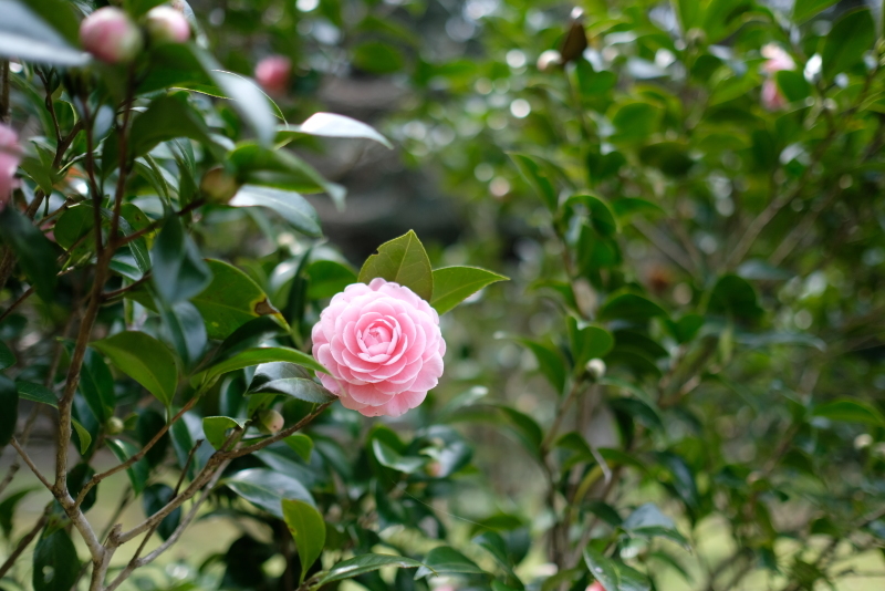 f0378464_18274730.jpg